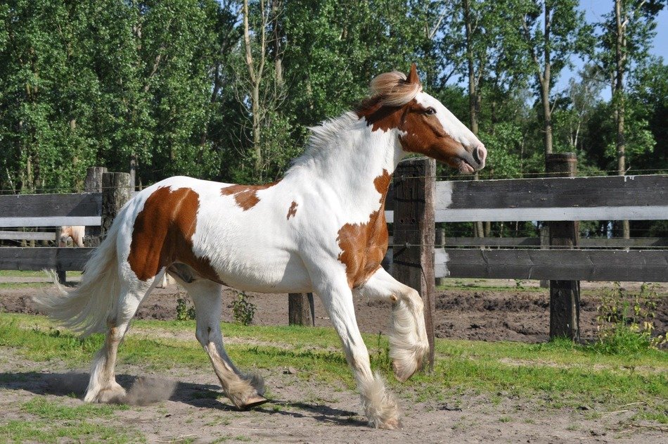 Irish cob on the farm