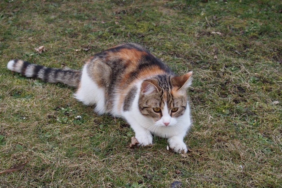 Domestic cat in spring