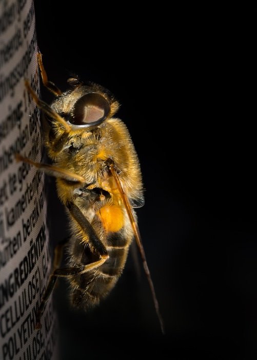 hoverfly or Syrphidae