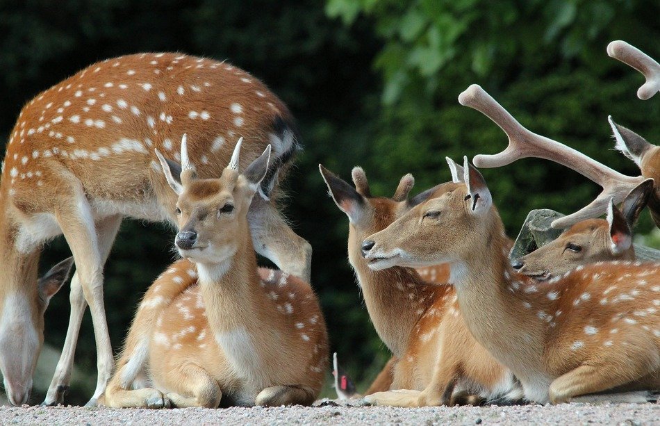 fallow deer in the wild