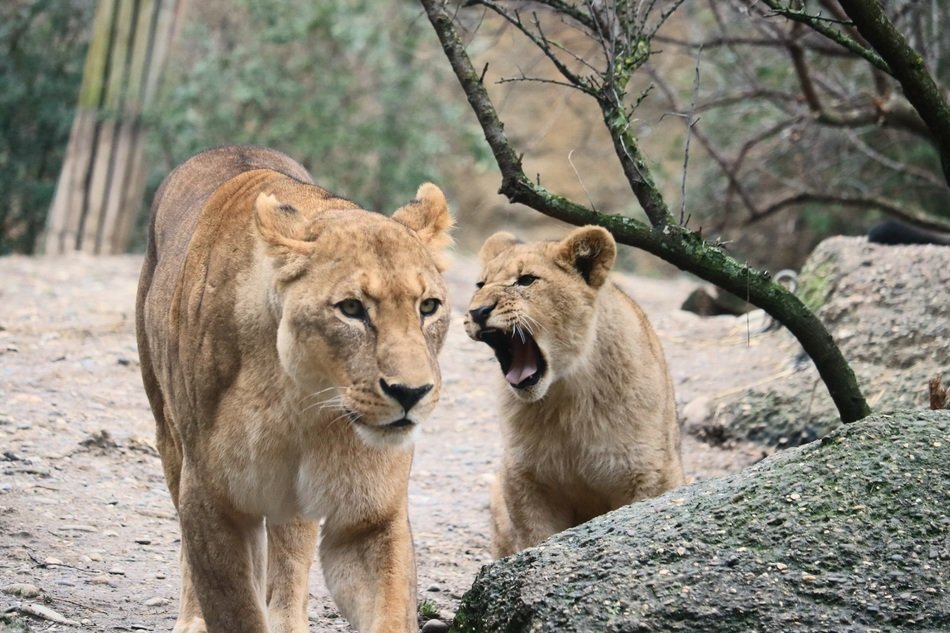 wild lionesses in the natural environment of africa