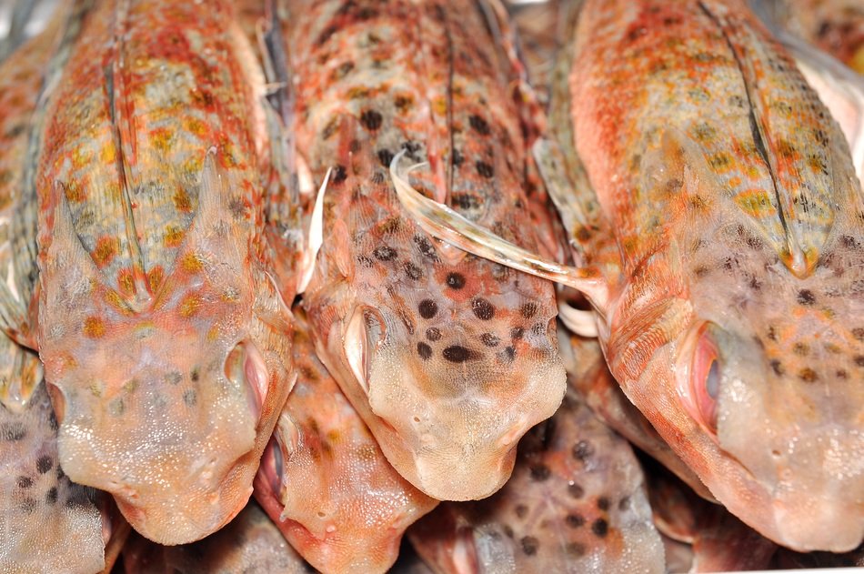Boxfishes in Asia