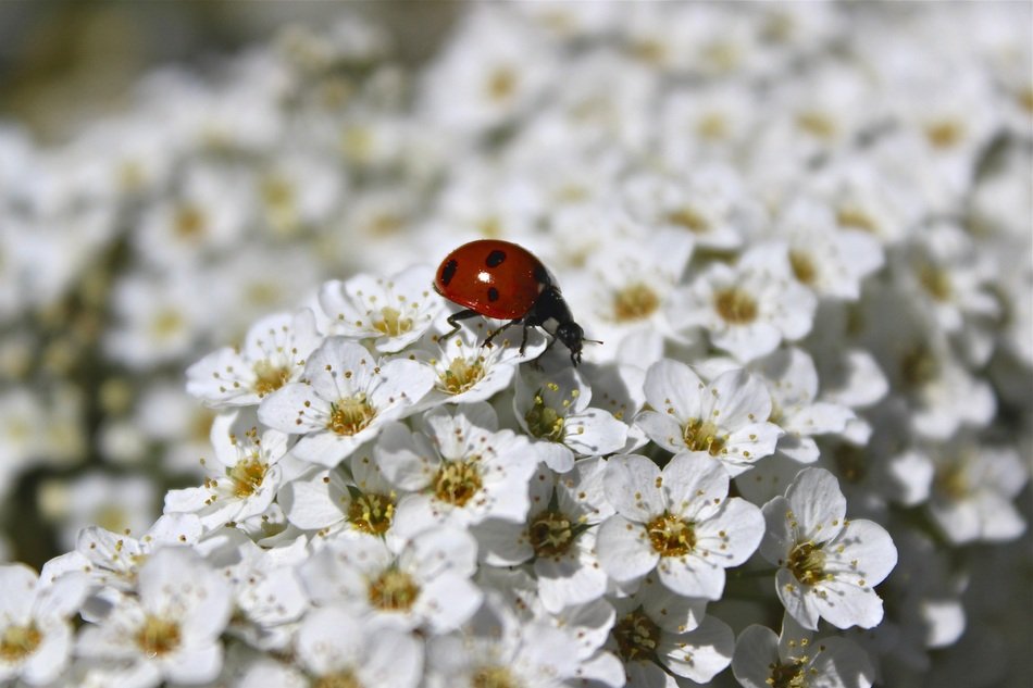 Summer Flowers with lady bug