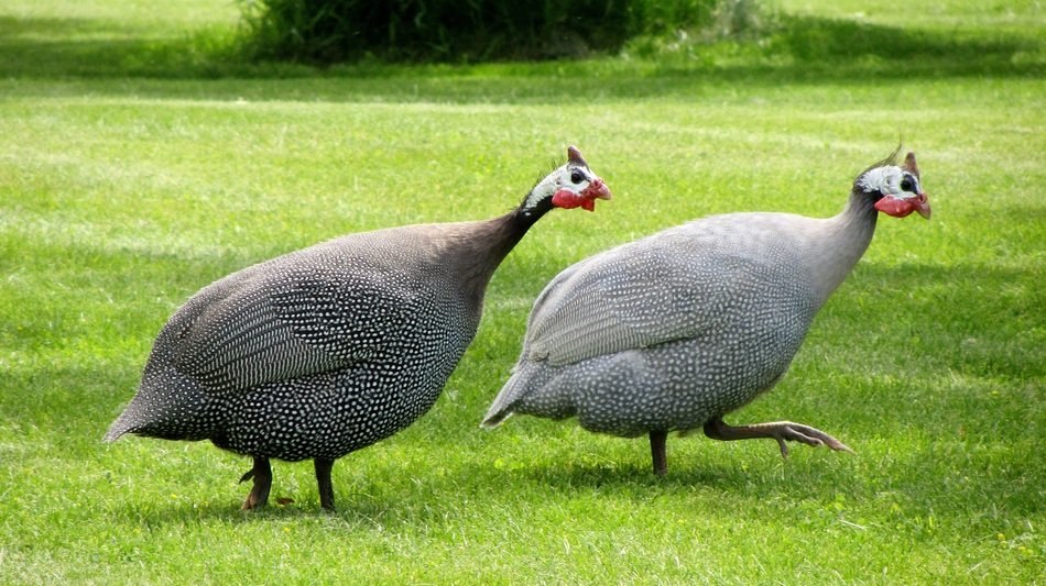 Cute Guinea Fowls on the grass