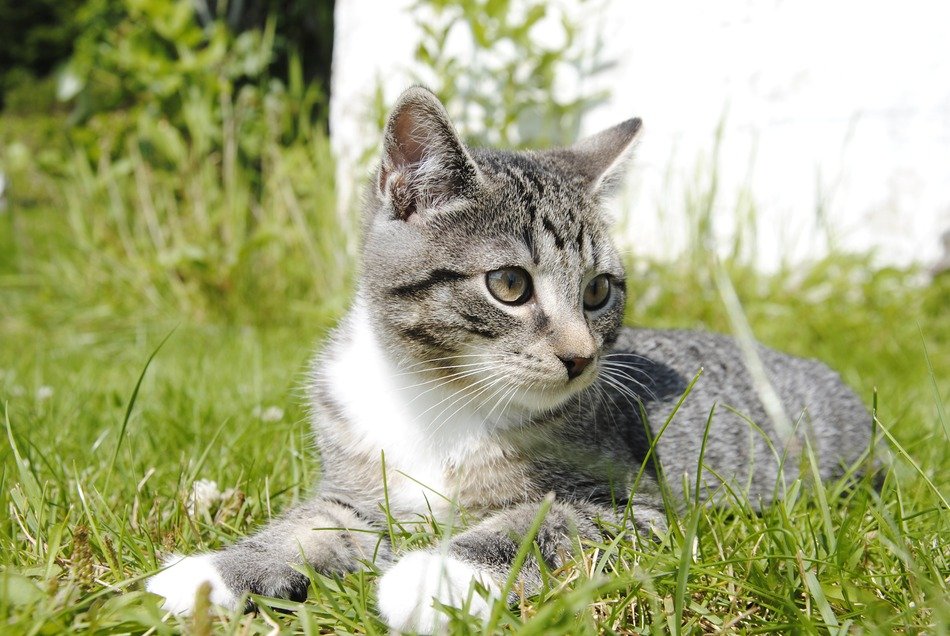 domestic cat outdoor in Norway