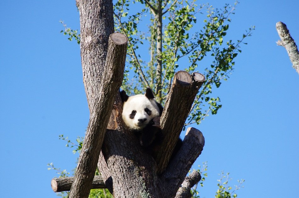 panda sitting on the tee in zoo