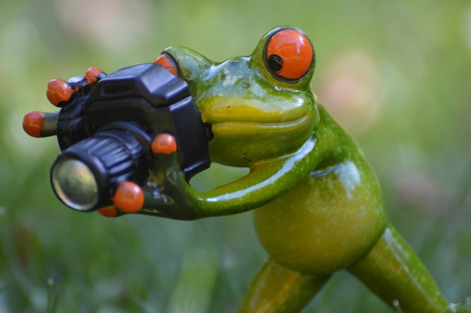 ceramic frog making pictures