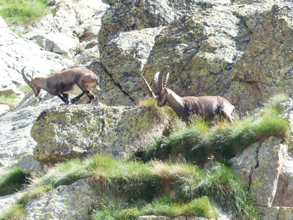 Alpine Ibex on the rocks