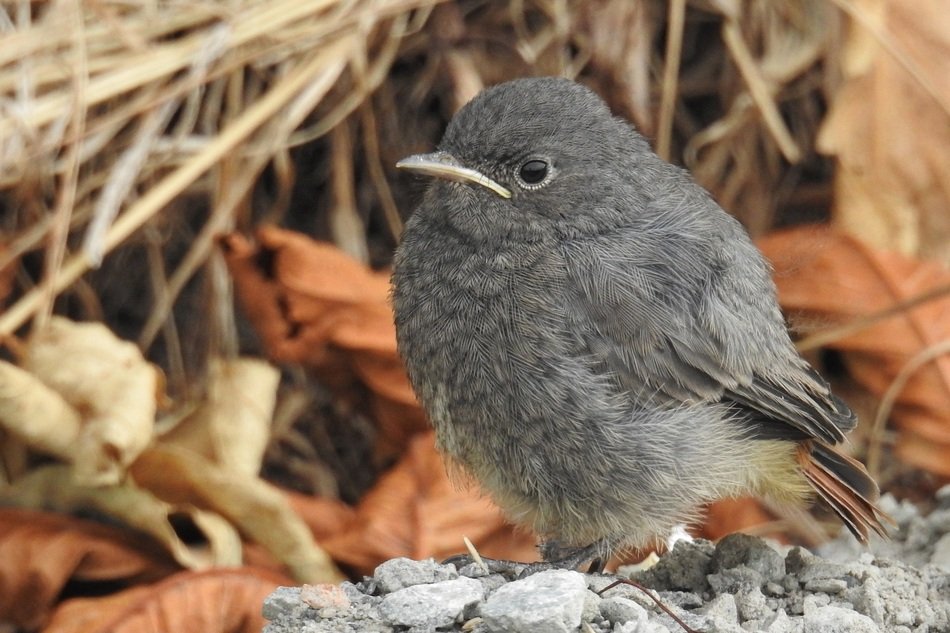 Young grey bird