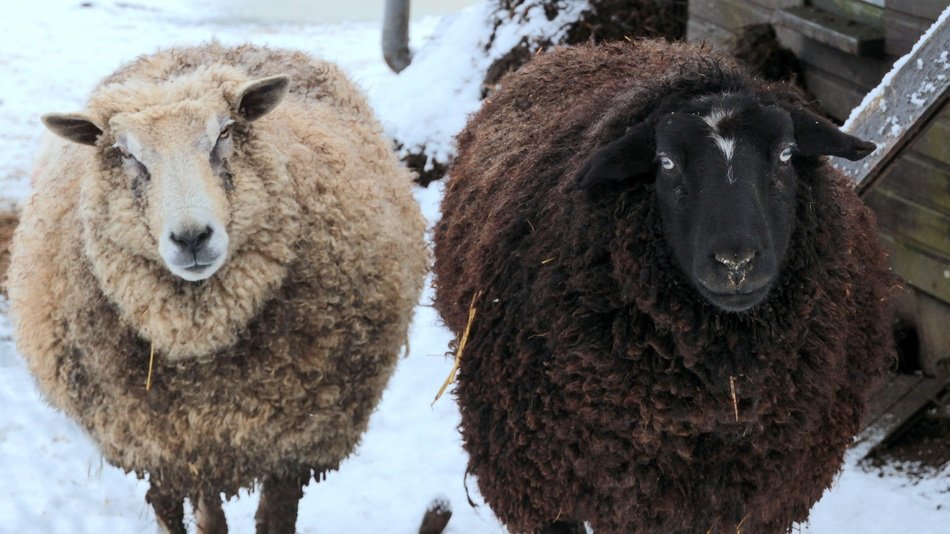 black and white sheep stand in the snow