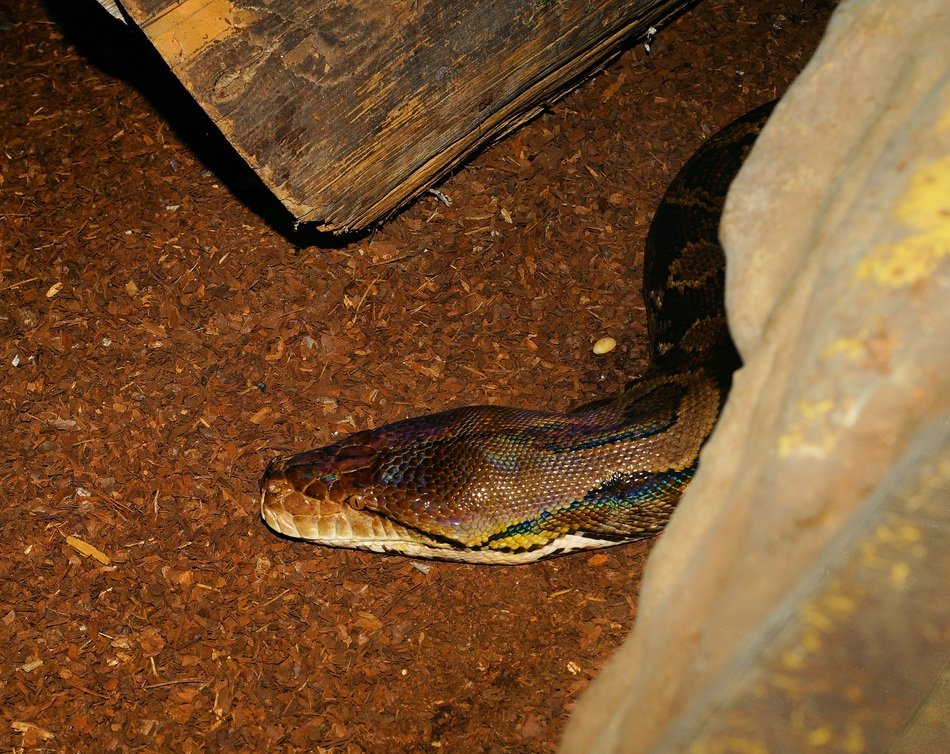 Exotic python in Africa free image download