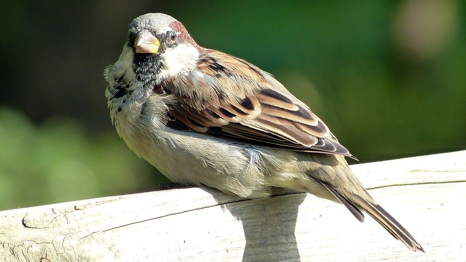 sparrow sitting on the fence