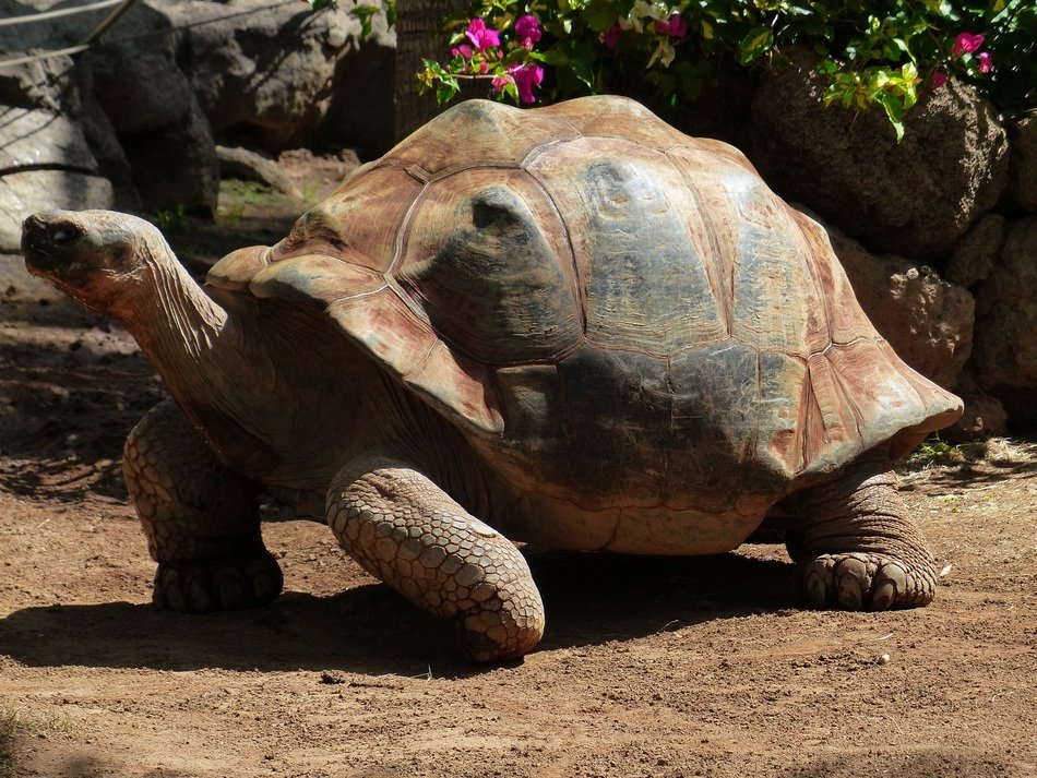 African Spurred Tortoise