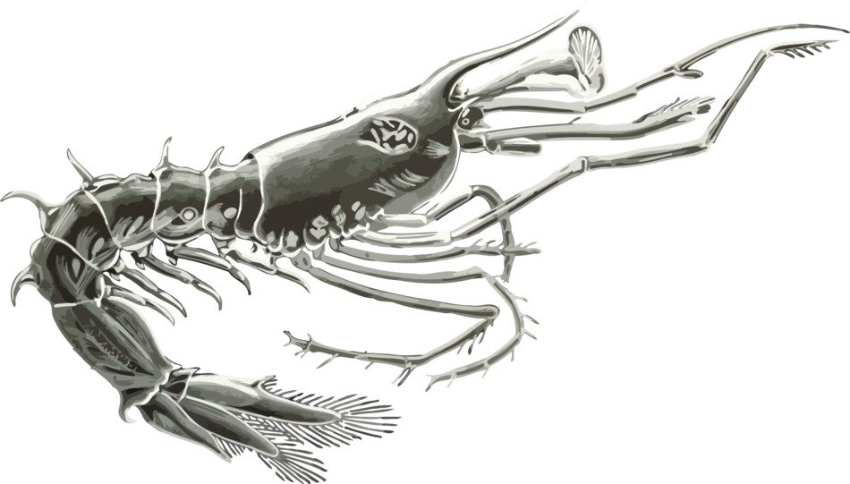 painted grey crustacean