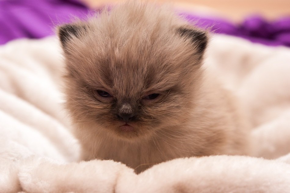 little cute fluffy persian kitten