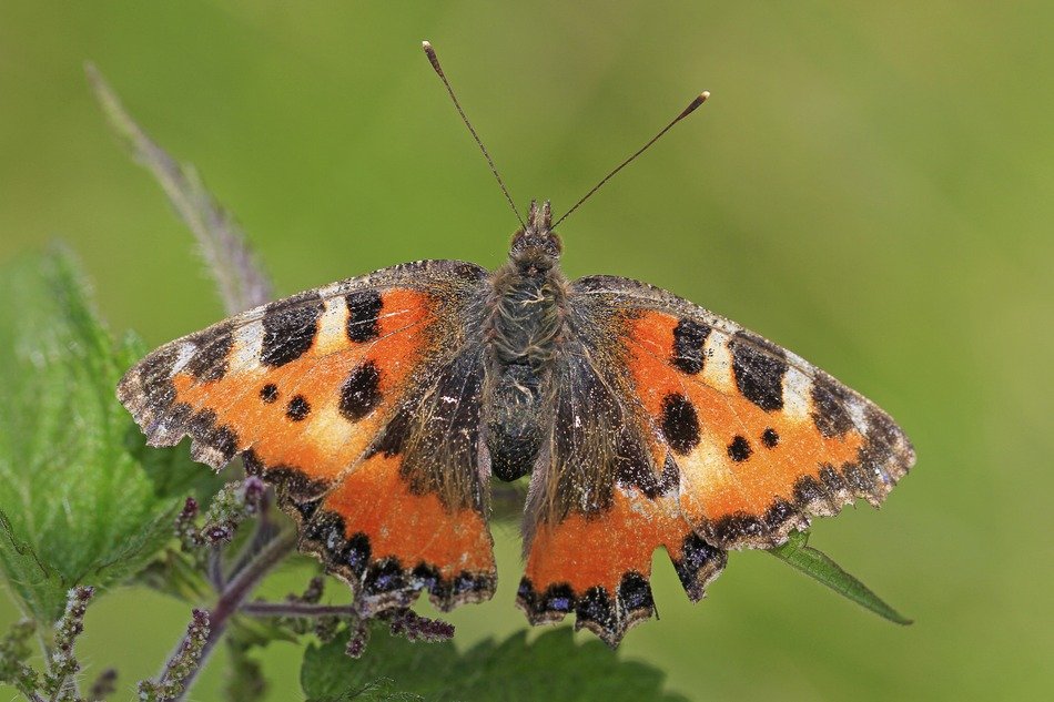 butterfly on a plant on a green background