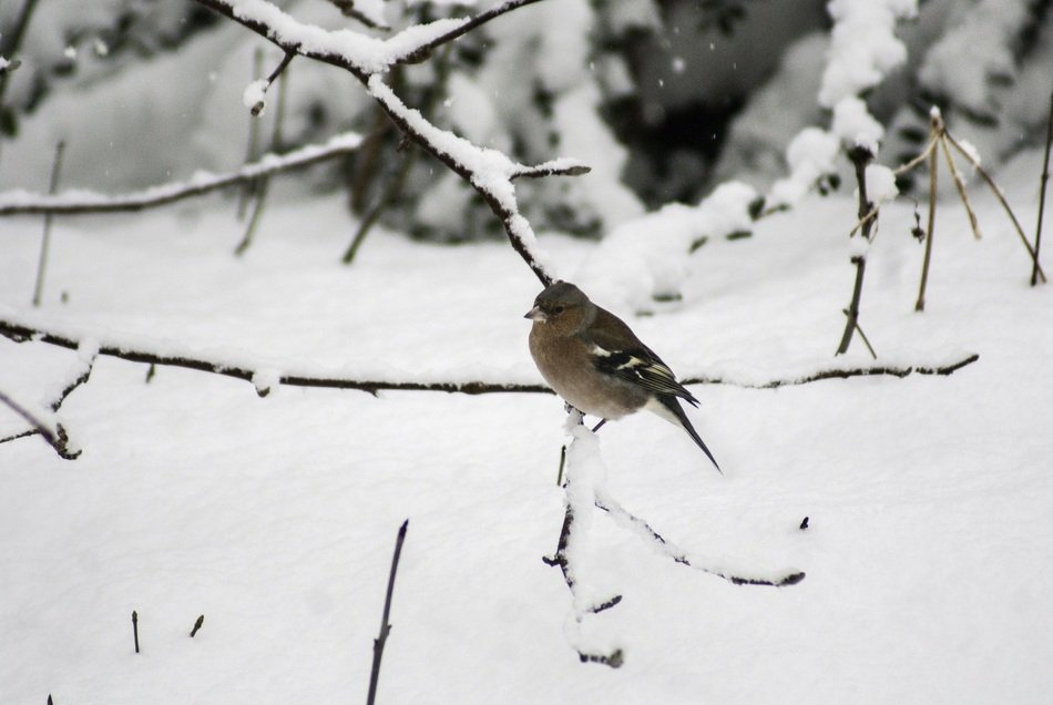 Picture of the bird in a snowy forest