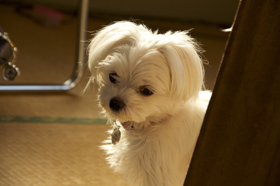 purebred cute white haired dog