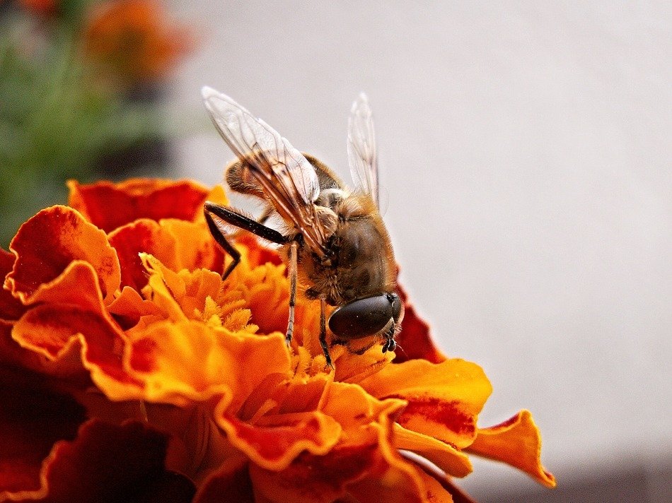 fly on marigold Flower close-up on blurred background