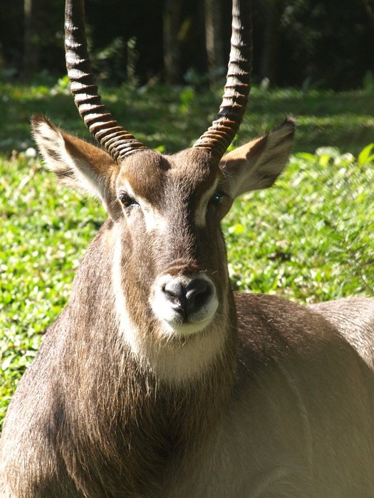 beautiful and amazing Impala