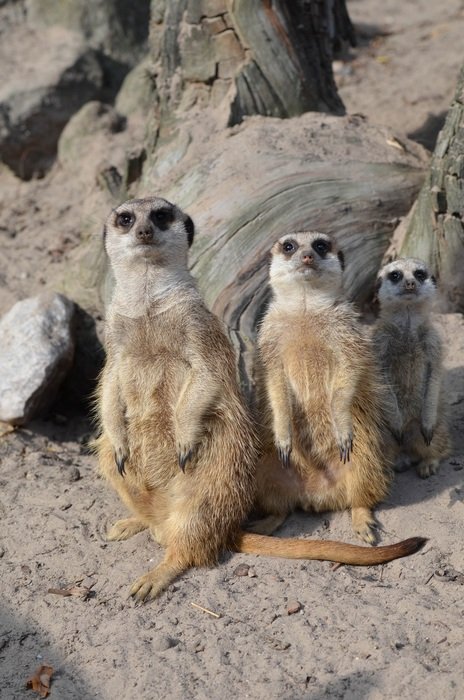 sweet meerkats in the zoo