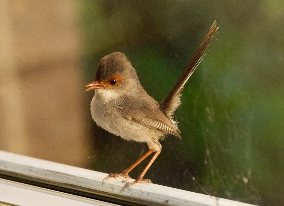 wren bird on the window