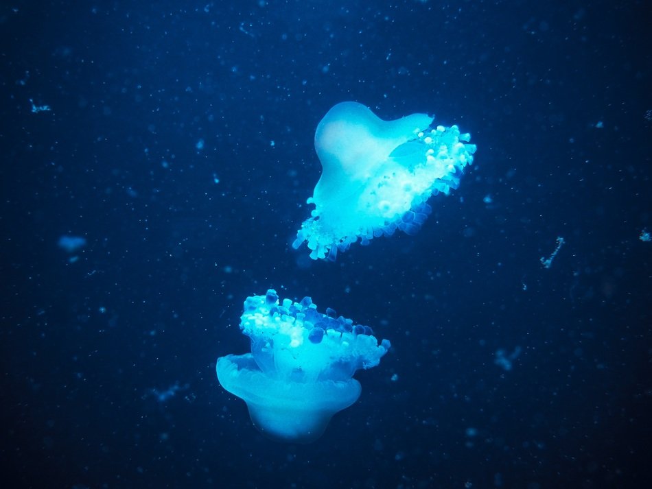 Jellyfish swim in the sea