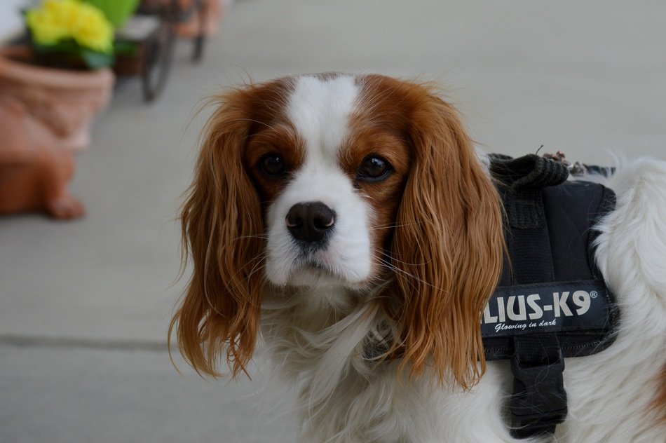 Cavalier King Charles Spaniel is on the road
