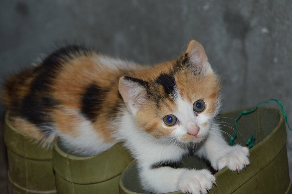Playful tricolor kitten on rubber Shoe