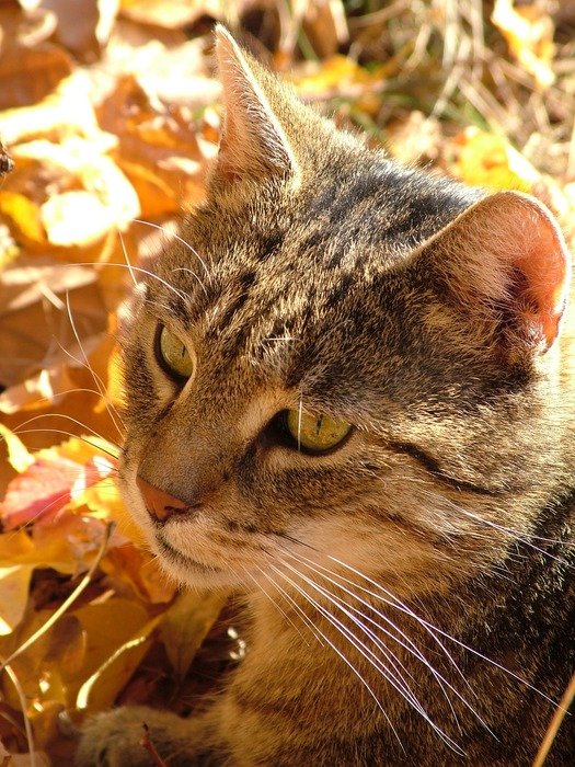 Face of the cat in autumn