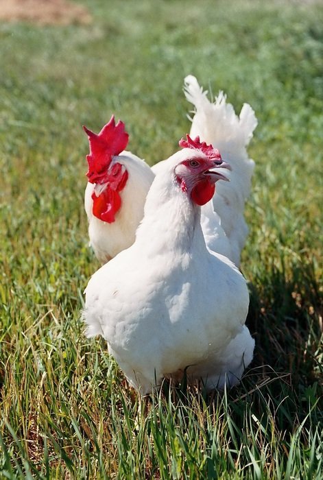 Chickens in the village