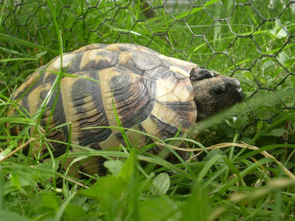 big turtle is crawling in the high grass