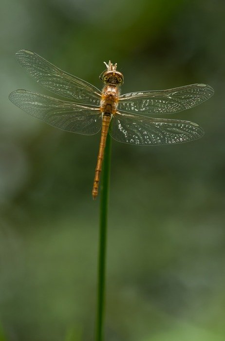 Detailed photo of Sympetrum Striolatum