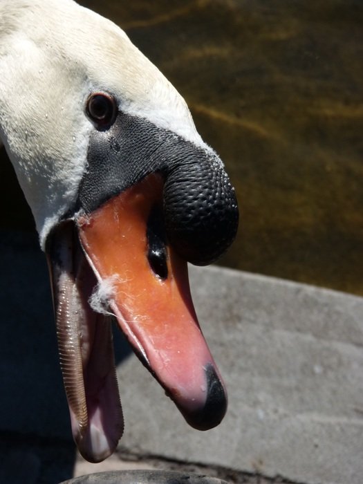 portrait of the Swan on a blurred background