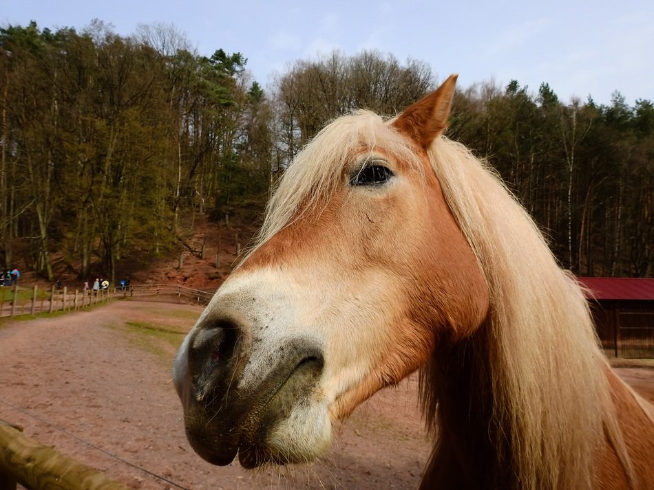 horse with a lush mane close up