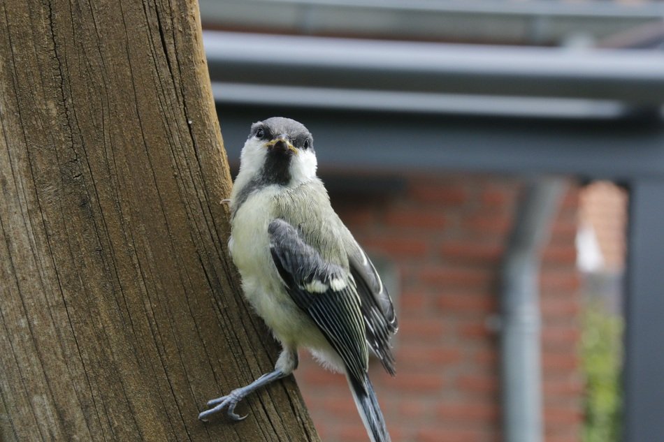 sunny sparrow in the garden