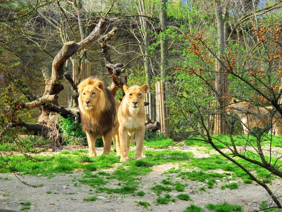 Picture of Lion and Lioness in the zoo