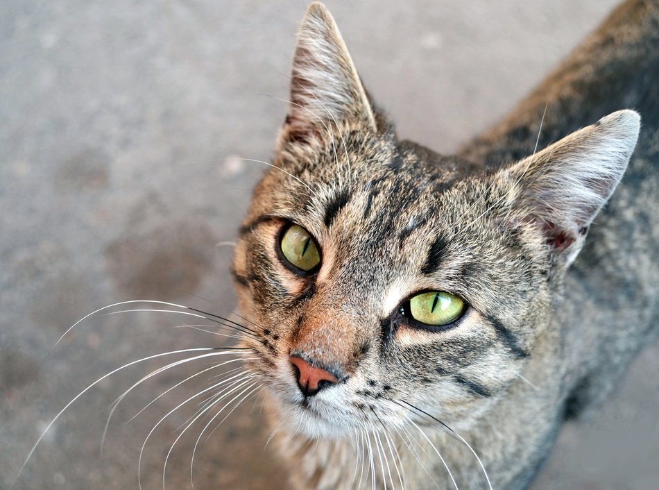 Portrait picture of cat