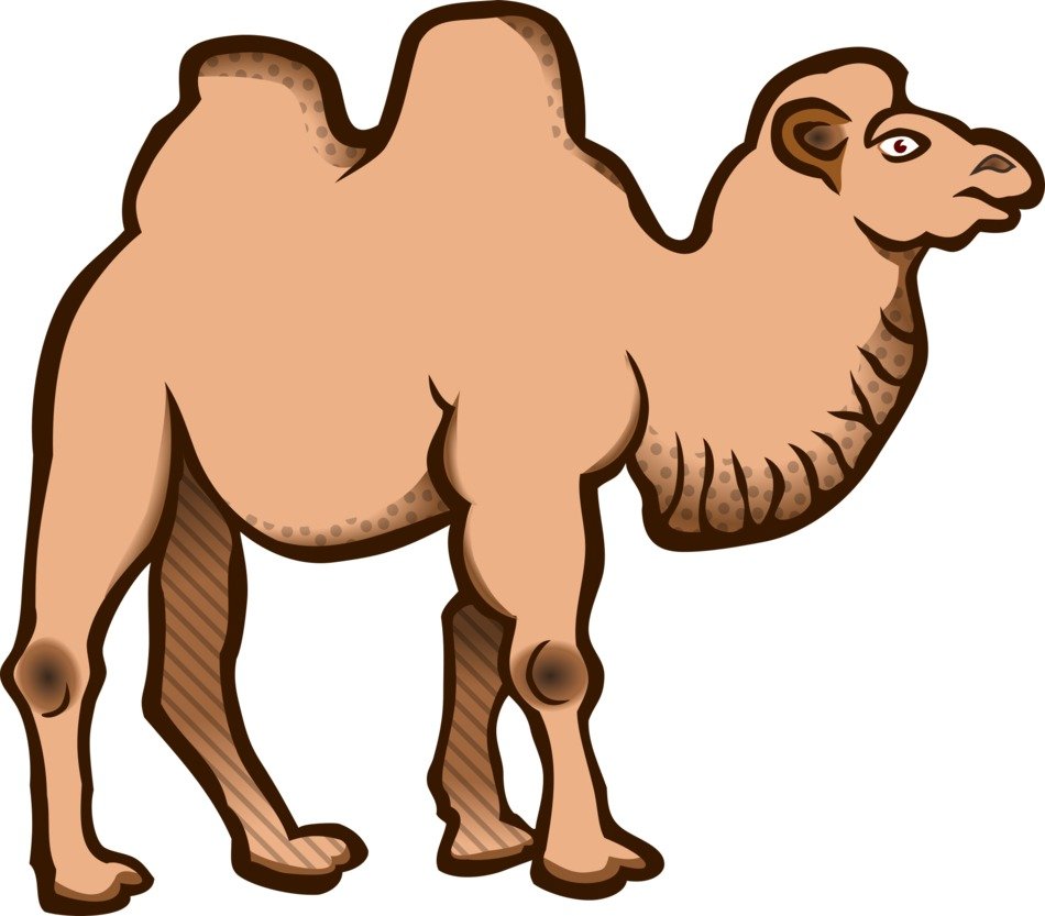 Bactrian Camel drawing