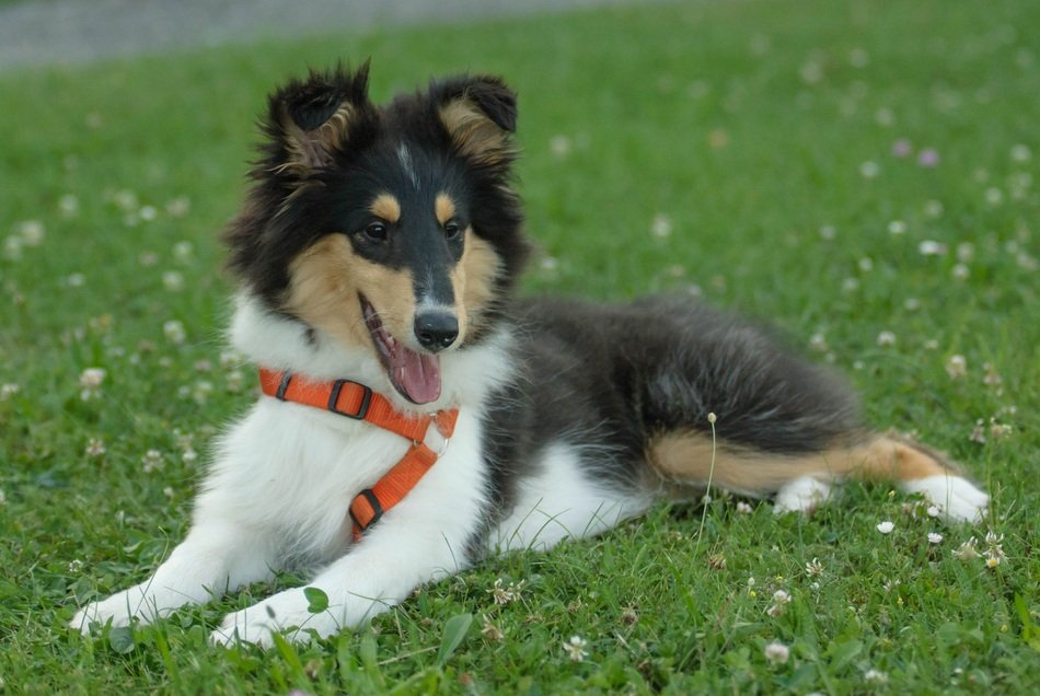 Puppy on the grass