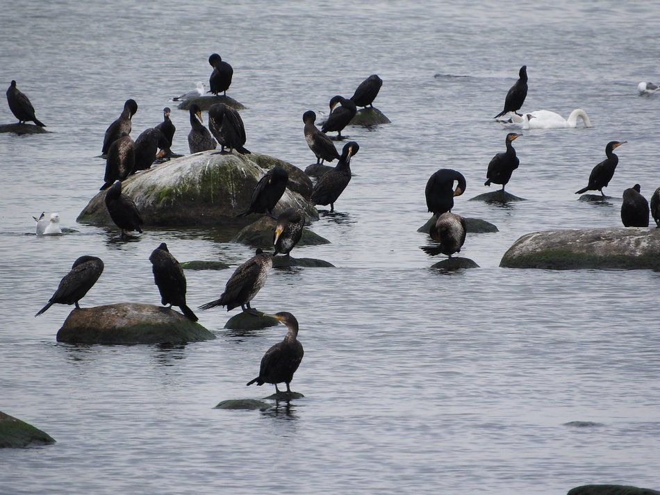 cormorants on the rocks in the bay