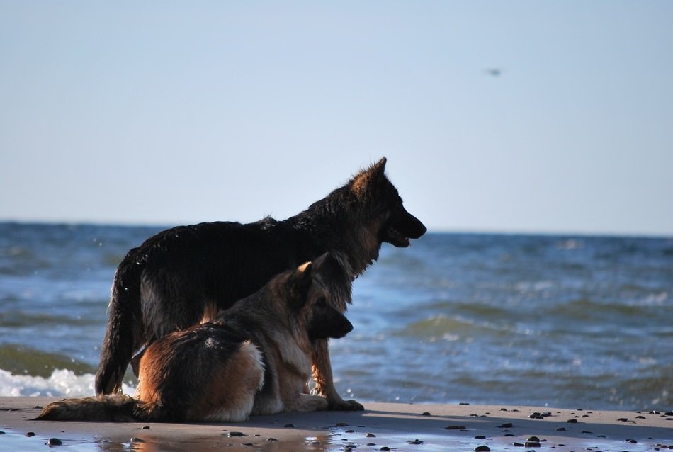 two german shepherds on the shore of the Baltic Sea