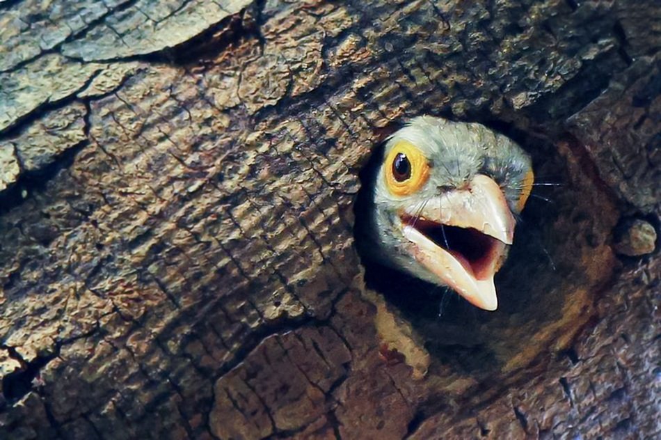 Bird in a hole in a trunk