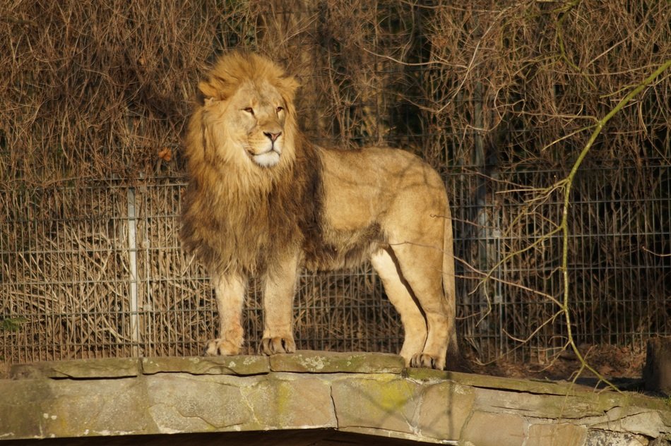 the lion stands on the parapet