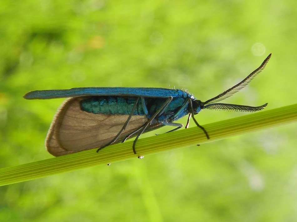 insect on green background