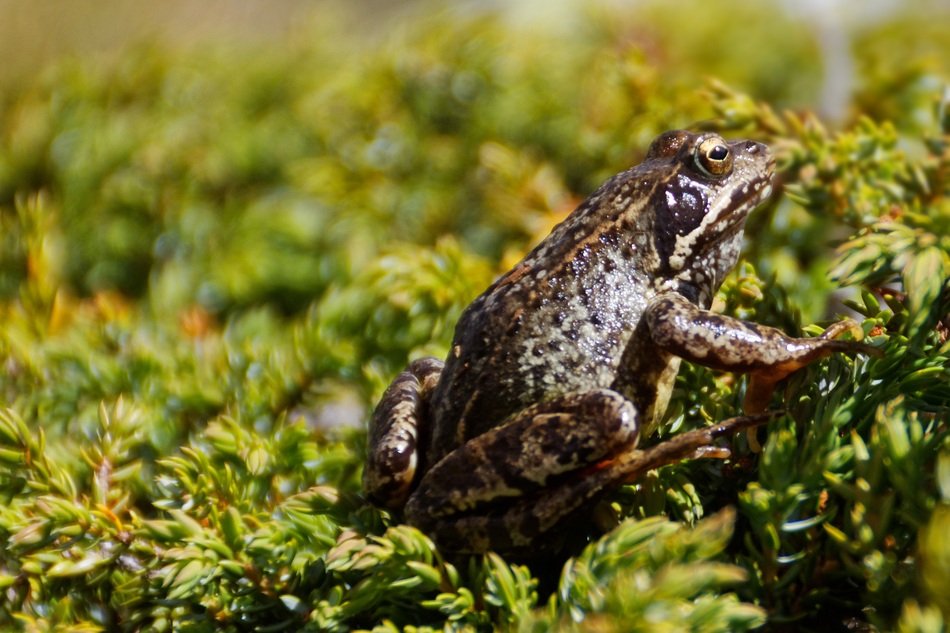 wildlife photography of amphibian