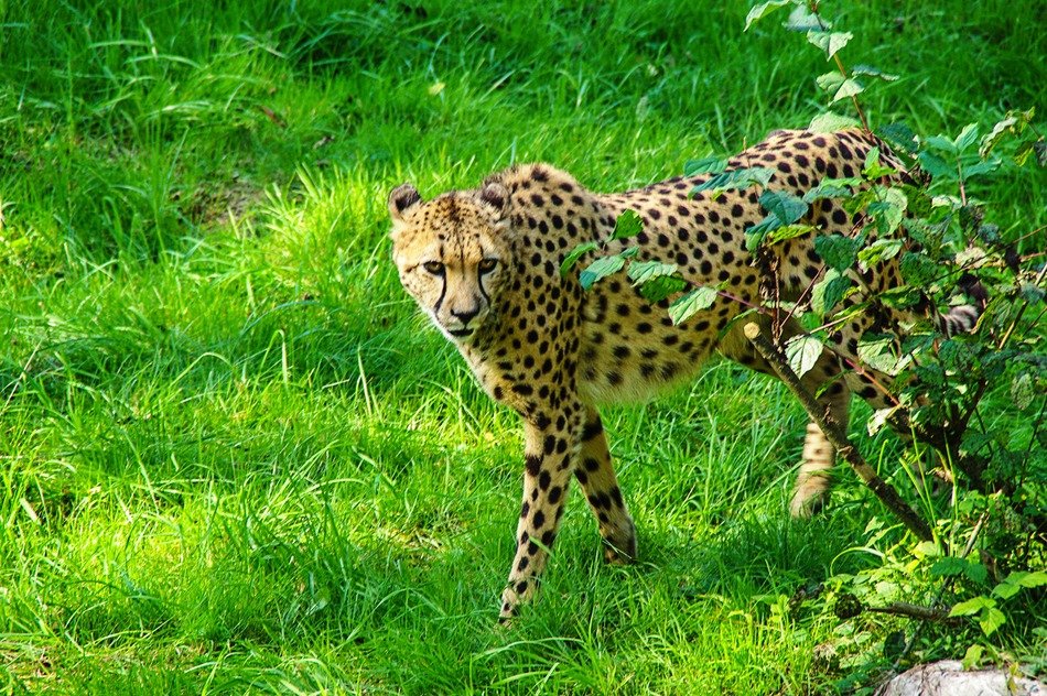 cheetah on green lawn