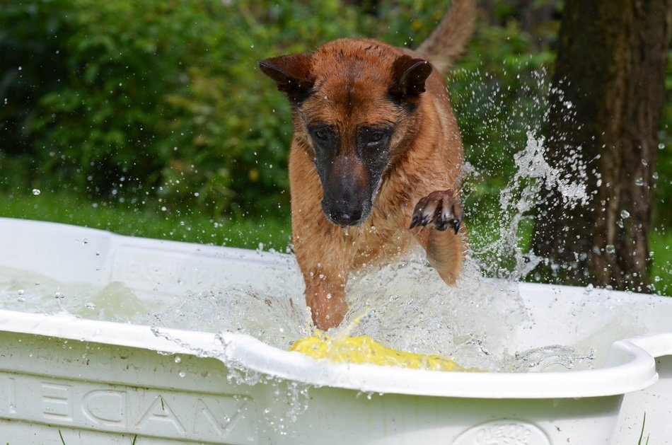 Cute malinois dog in the pool among the plants