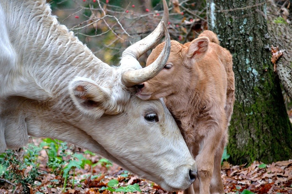 Mom and son, cow and calf