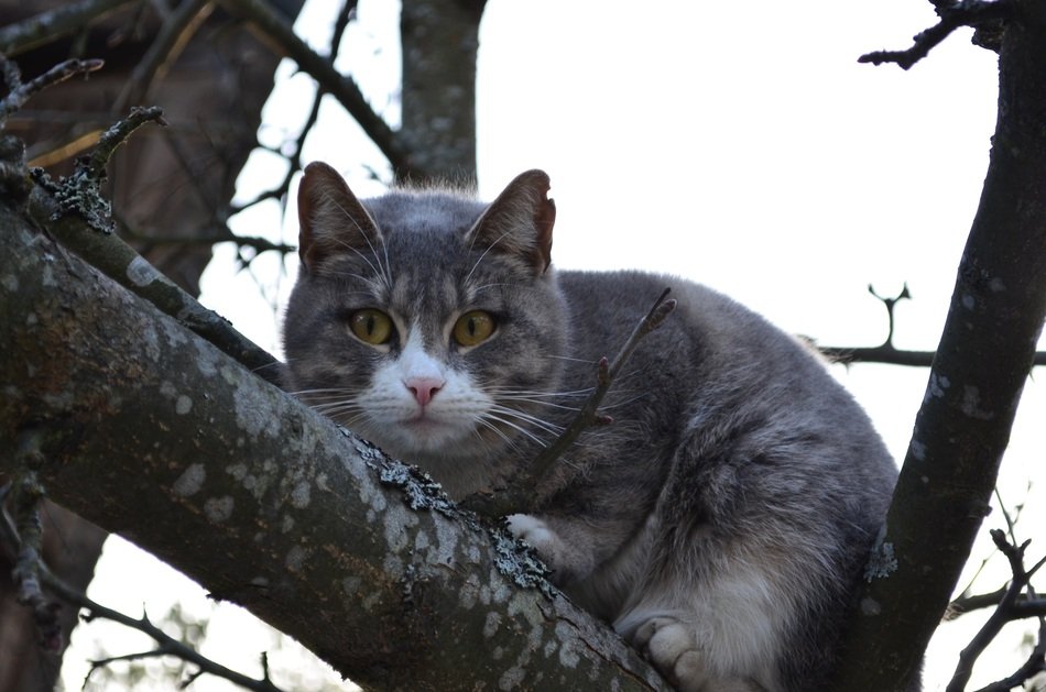 Cat on the branch of the tree